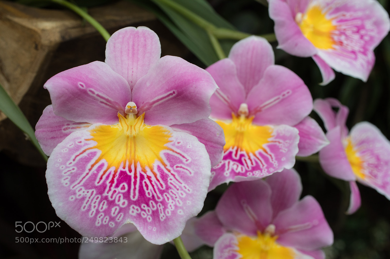 Canon EOS 5D Mark IV sample photo. Untitled photography