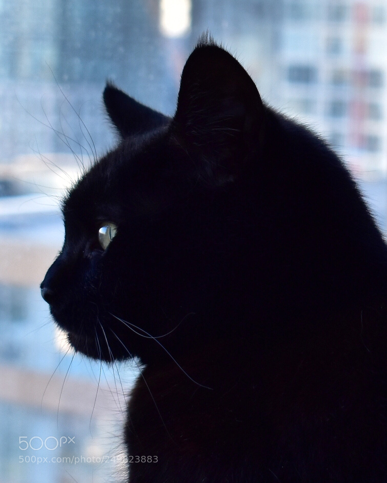 Nikon D5600 sample photo. Melody  photography