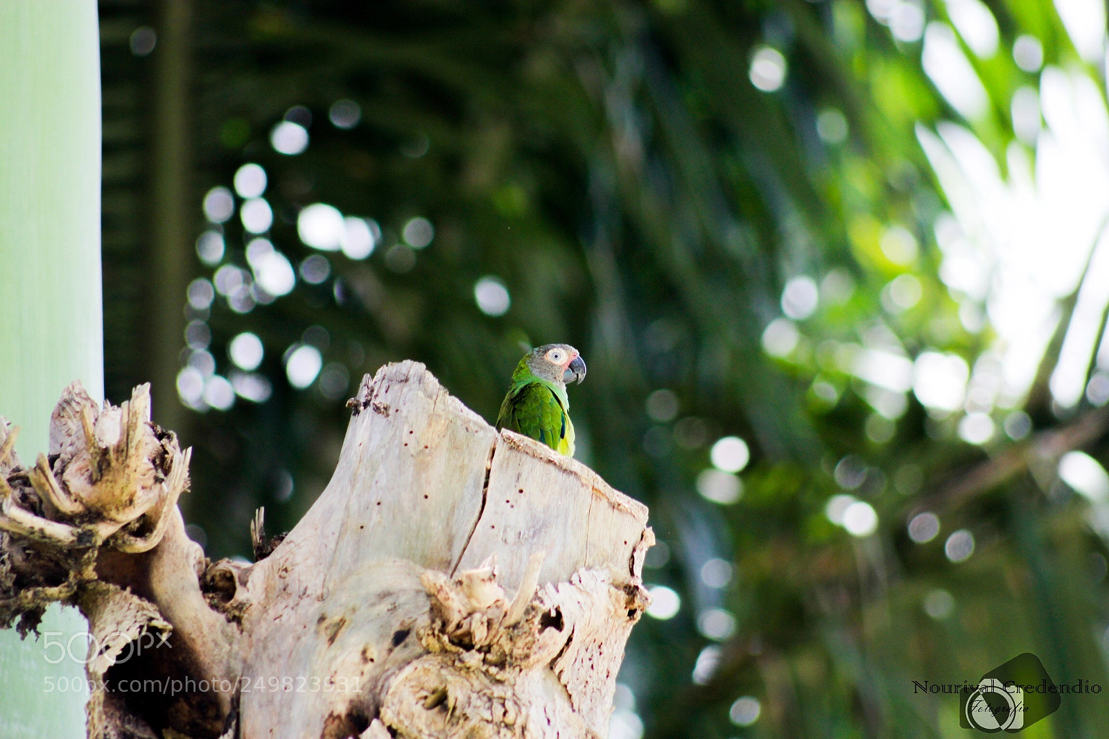 Canon EOS 600D (Rebel EOS T3i / EOS Kiss X5) sample photo. Small bird  photography