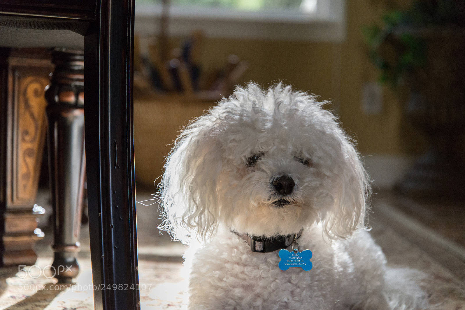 Nikon D610 sample photo. Ringo photography