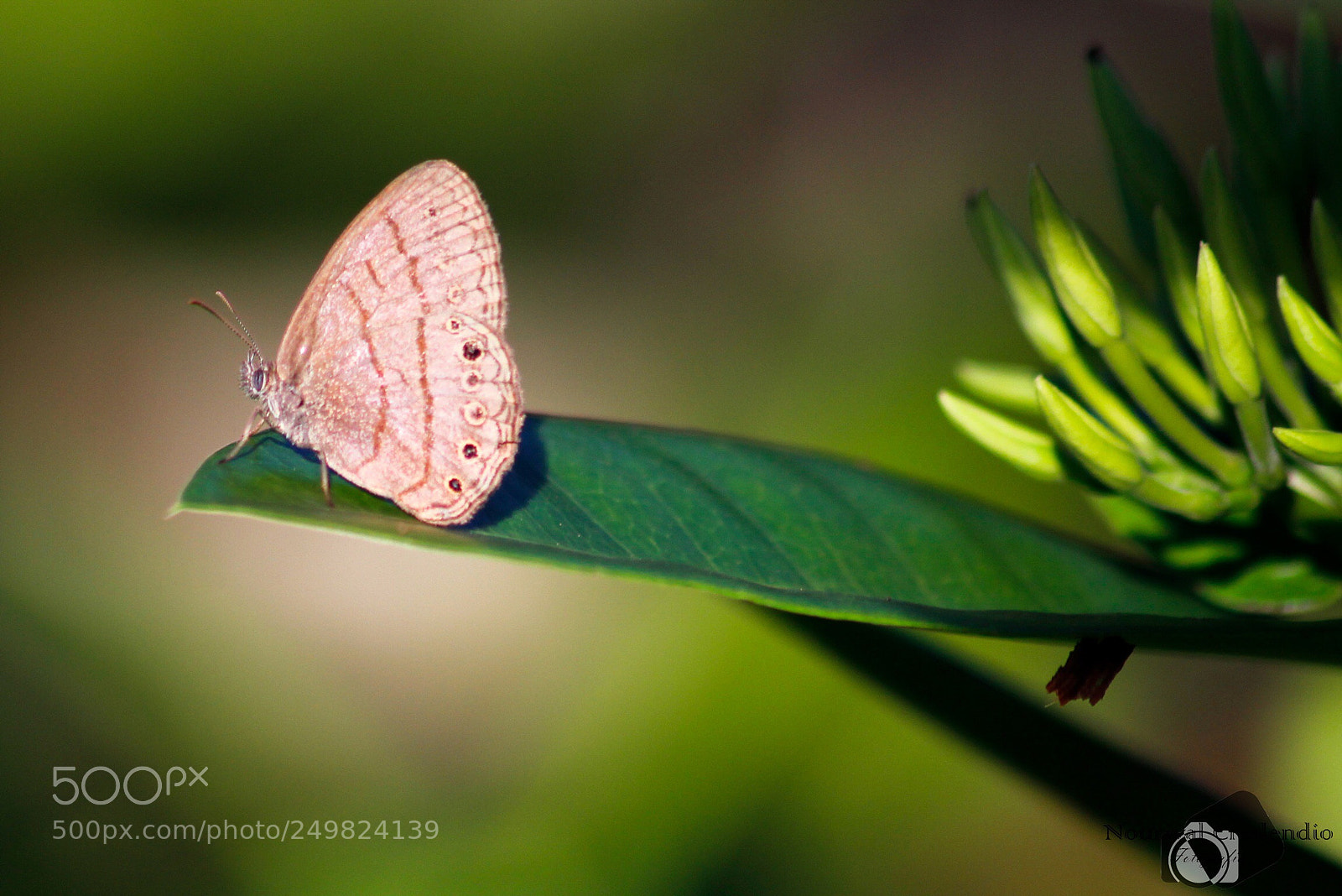 Canon EOS 600D (Rebel EOS T3i / EOS Kiss X5) sample photo. Sunrise with butterfly  photography