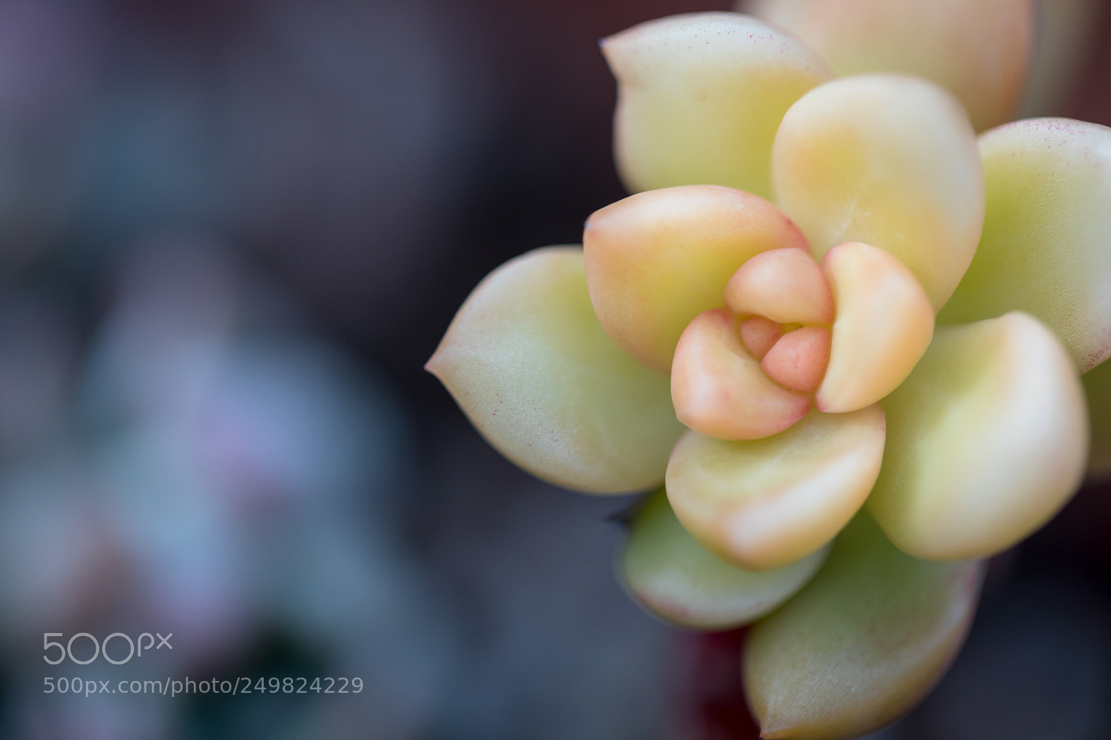 Canon EOS 5D Mark IV sample photo. Delicate succulent photography