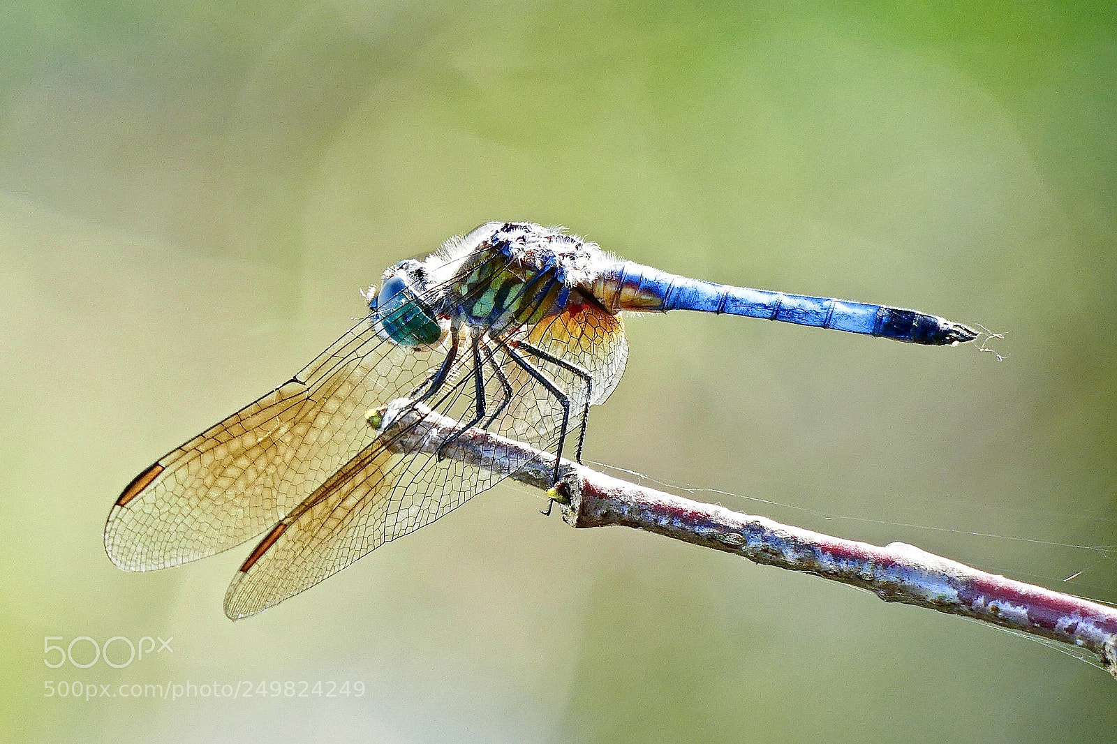 Panasonic Lumix DMC-FZ1000 sample photo. Blue dragonfly  photography