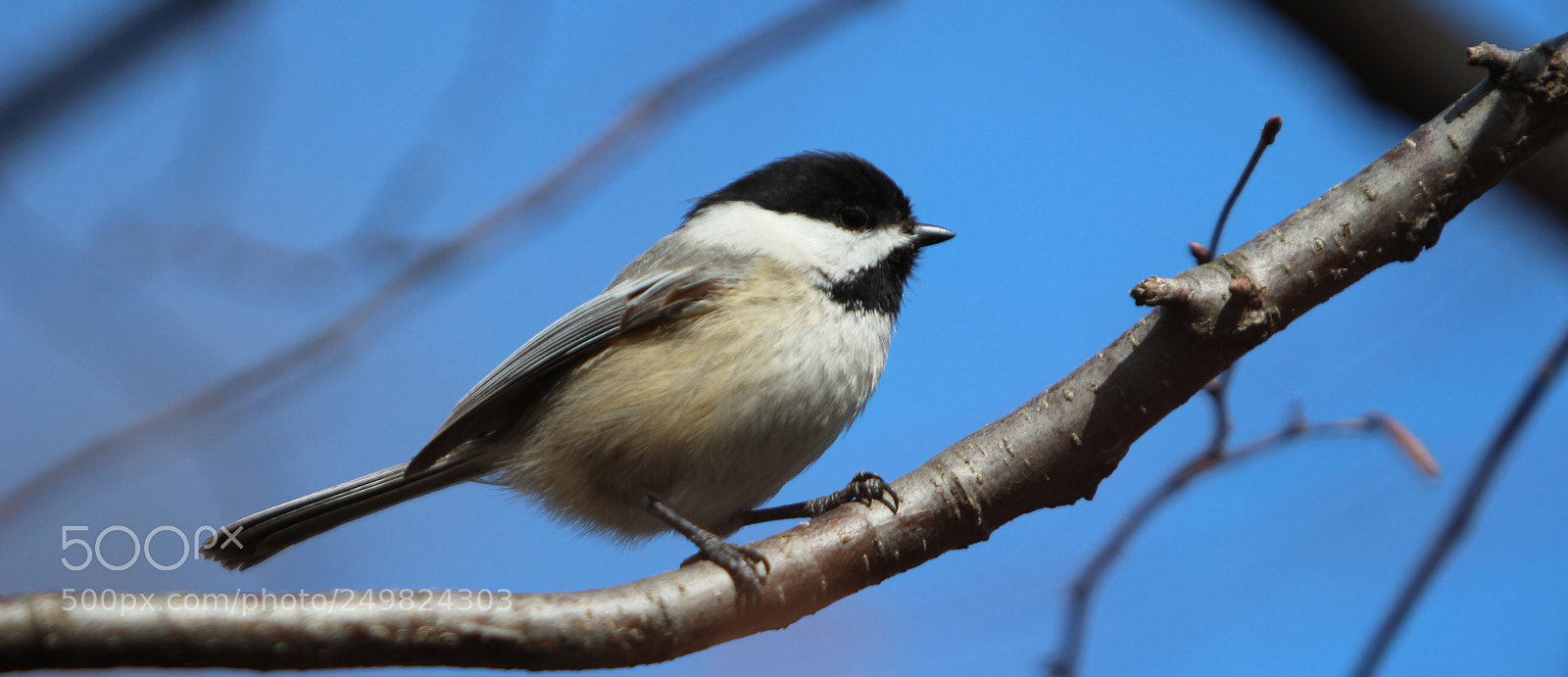Canon EOS 600D (Rebel EOS T3i / EOS Kiss X5) sample photo. Black-capped chickadee photography