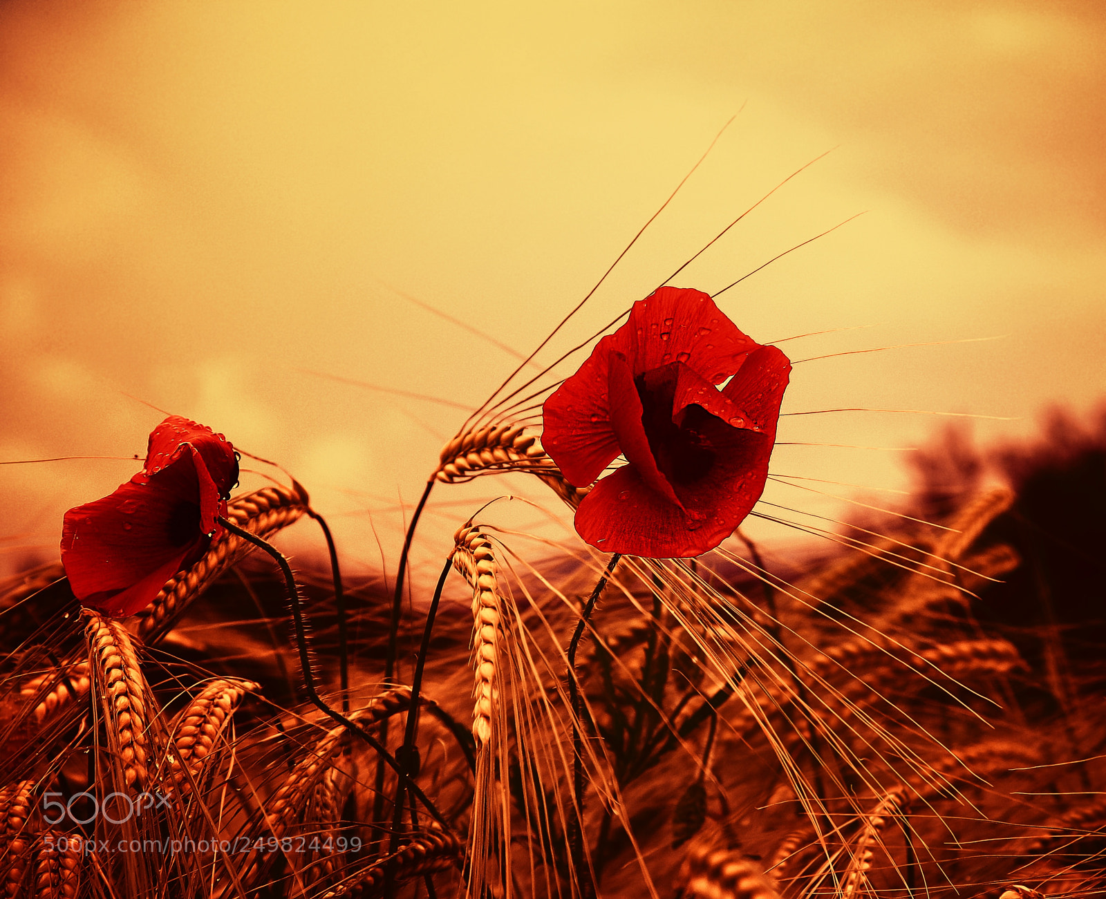 Canon EOS 1000D (EOS Digital Rebel XS / EOS Kiss F) sample photo. Poppy photography