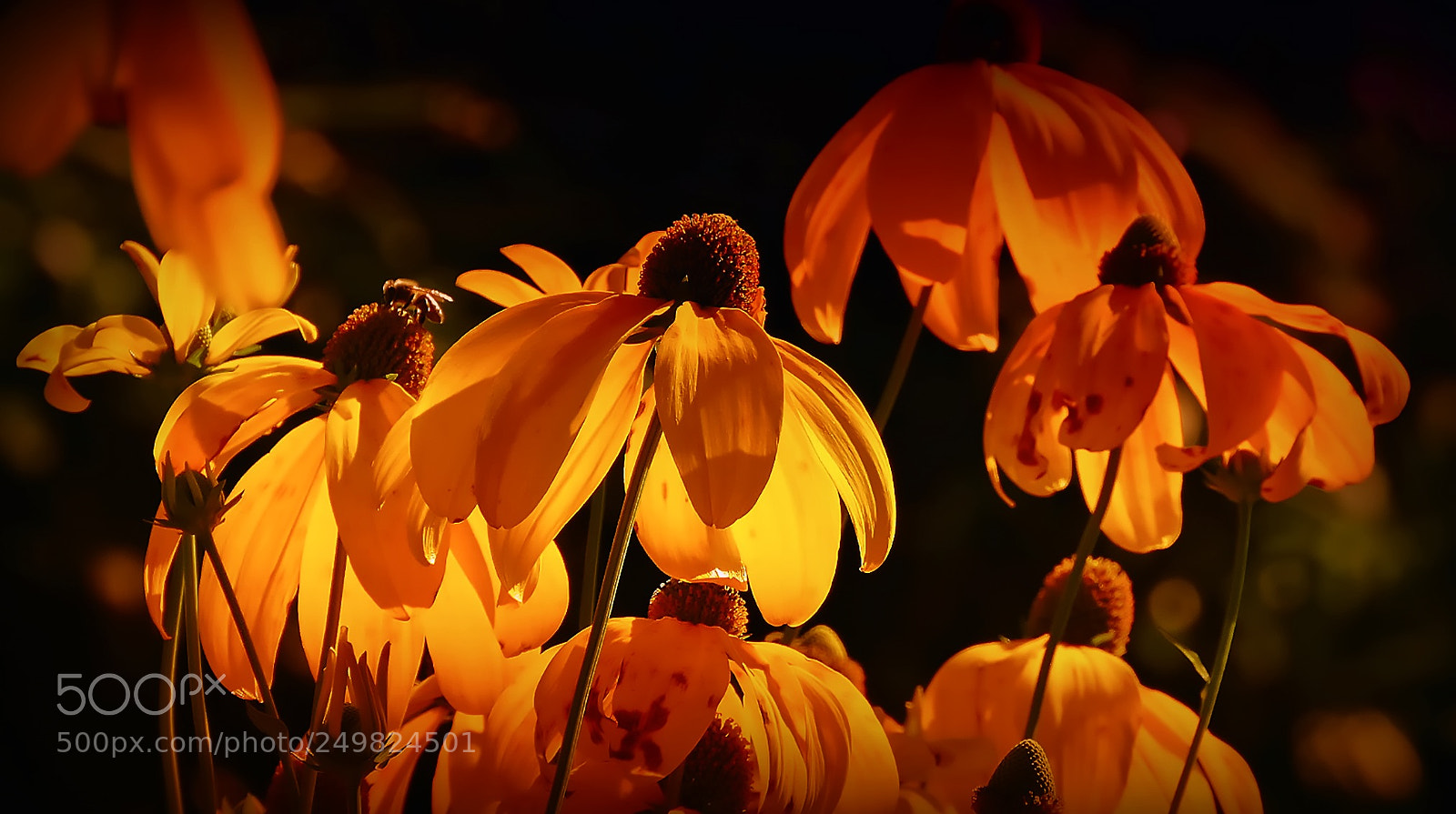 Canon EOS 650D (EOS Rebel T4i / EOS Kiss X6i) sample photo. Flowers () photography