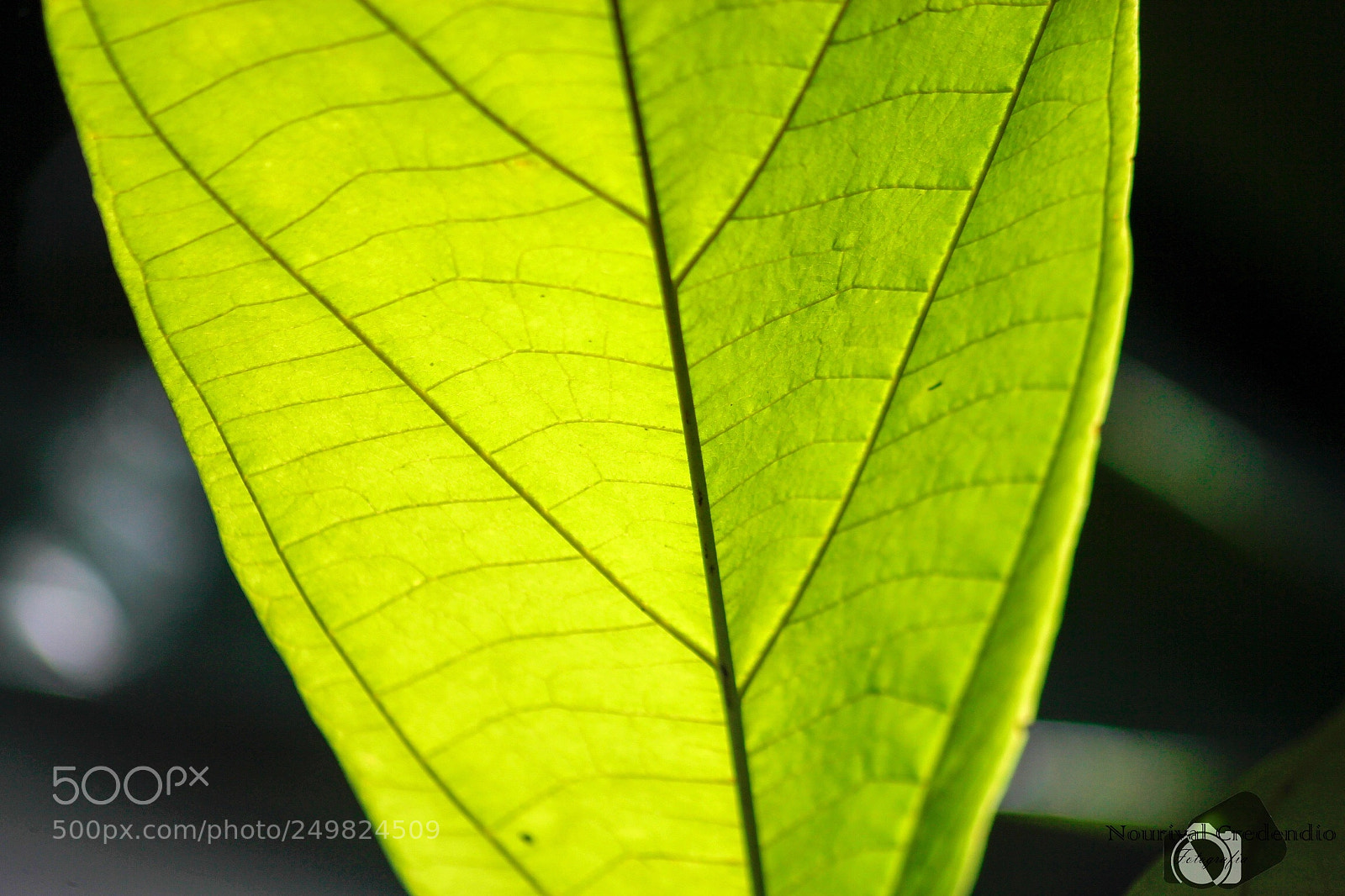 Canon EOS 600D (Rebel EOS T3i / EOS Kiss X5) sample photo. The green veins  photography
