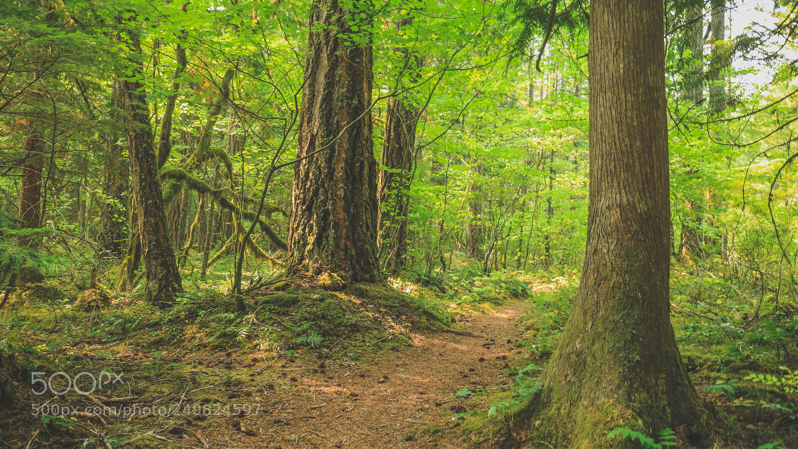 Canon EOS M3 sample photo. Forest, trail photography