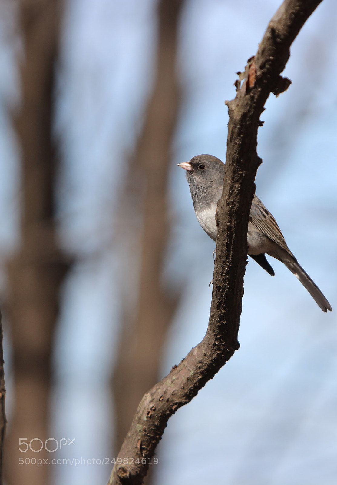 Canon EOS 600D (Rebel EOS T3i / EOS Kiss X5) sample photo. Dark-eyed junco photography