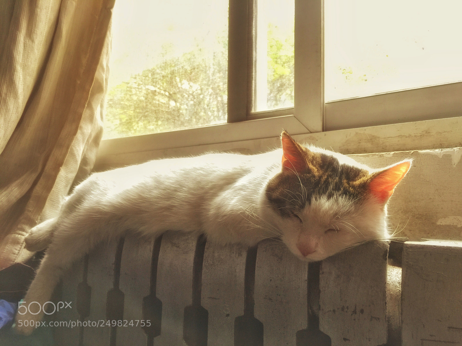 Apple iPhone 6 Plus sample photo. My cat photography