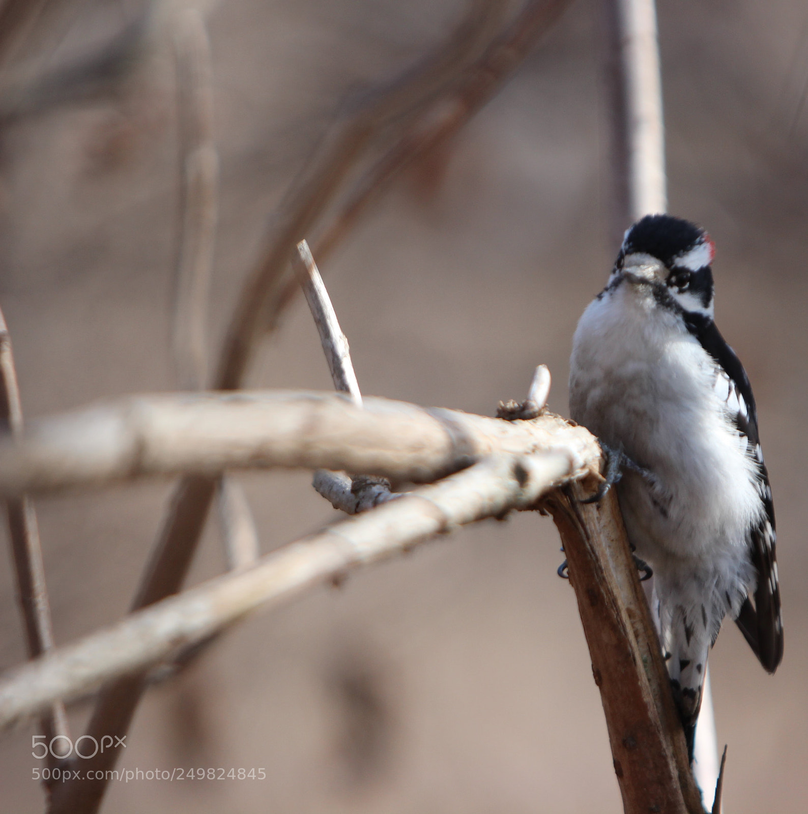 Canon EOS 600D (Rebel EOS T3i / EOS Kiss X5) sample photo. Downy woodpecker photography