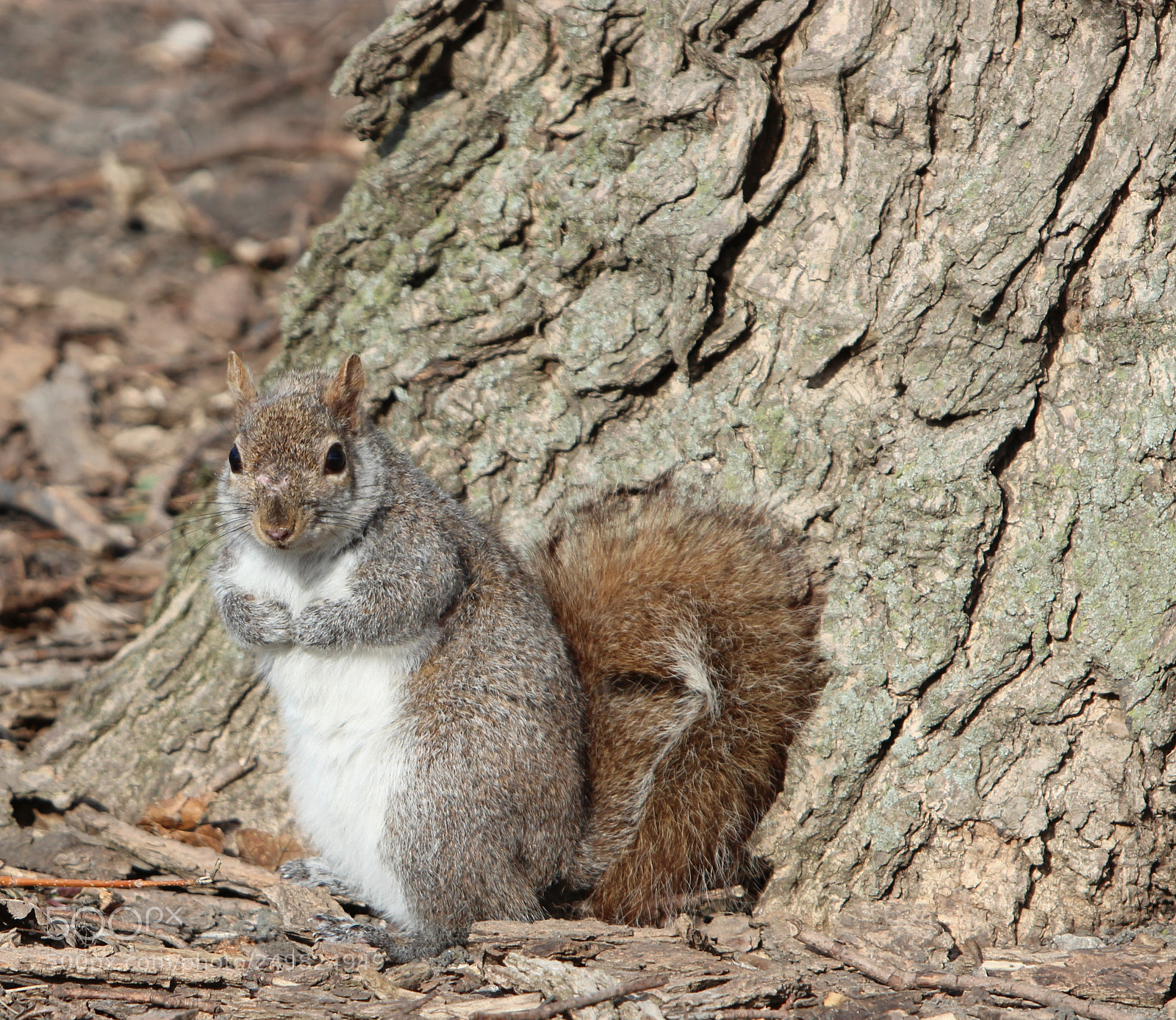 Canon EOS 600D (Rebel EOS T3i / EOS Kiss X5) sample photo. Squirrel photography