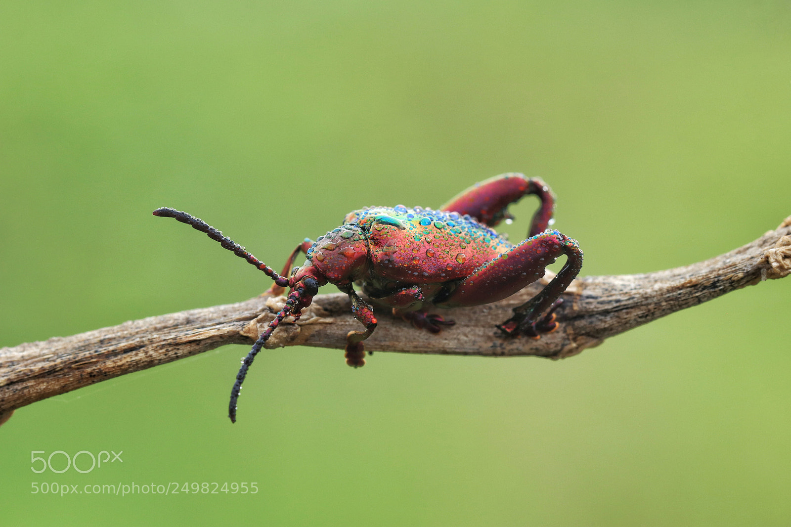 Canon EOS M5 sample photo. Frog beetle photography