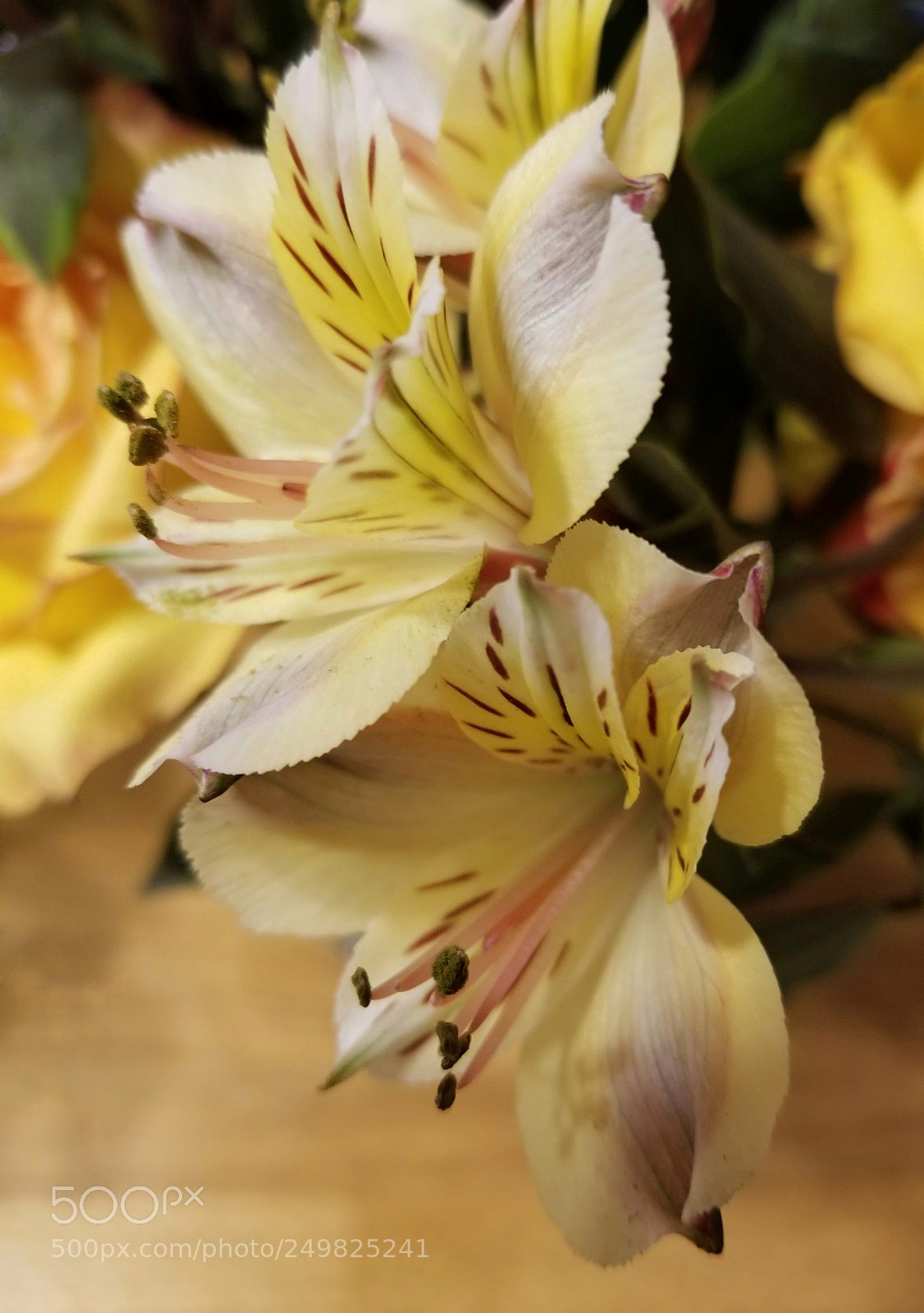 Samsung Galaxy S8+ sample photo. Vibrance photography