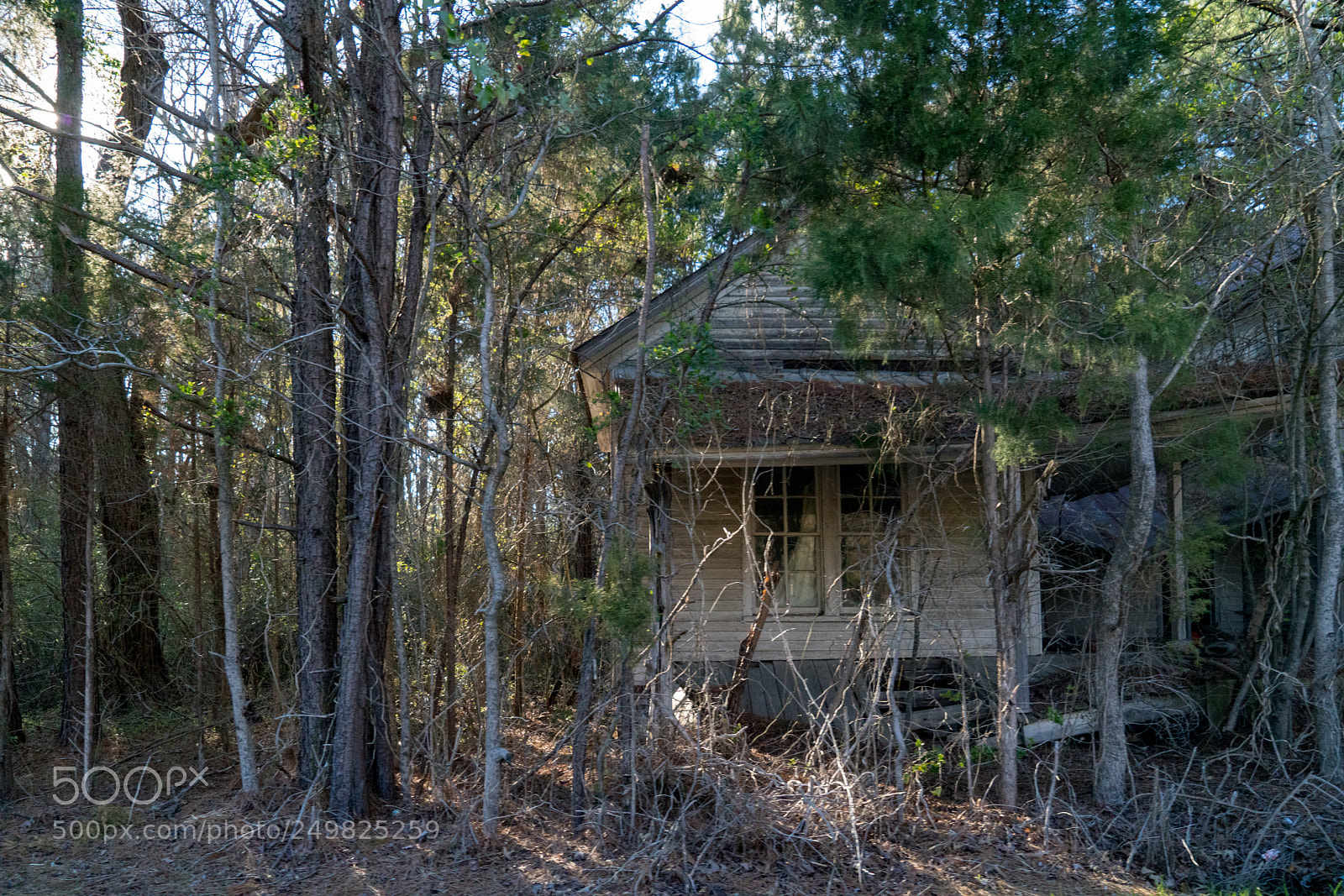 Sony a7R II sample photo. Random photography