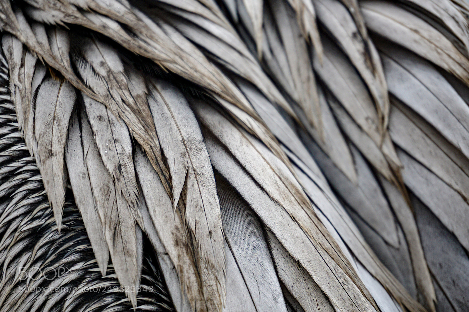 Sony a6000 sample photo. Feathers photography