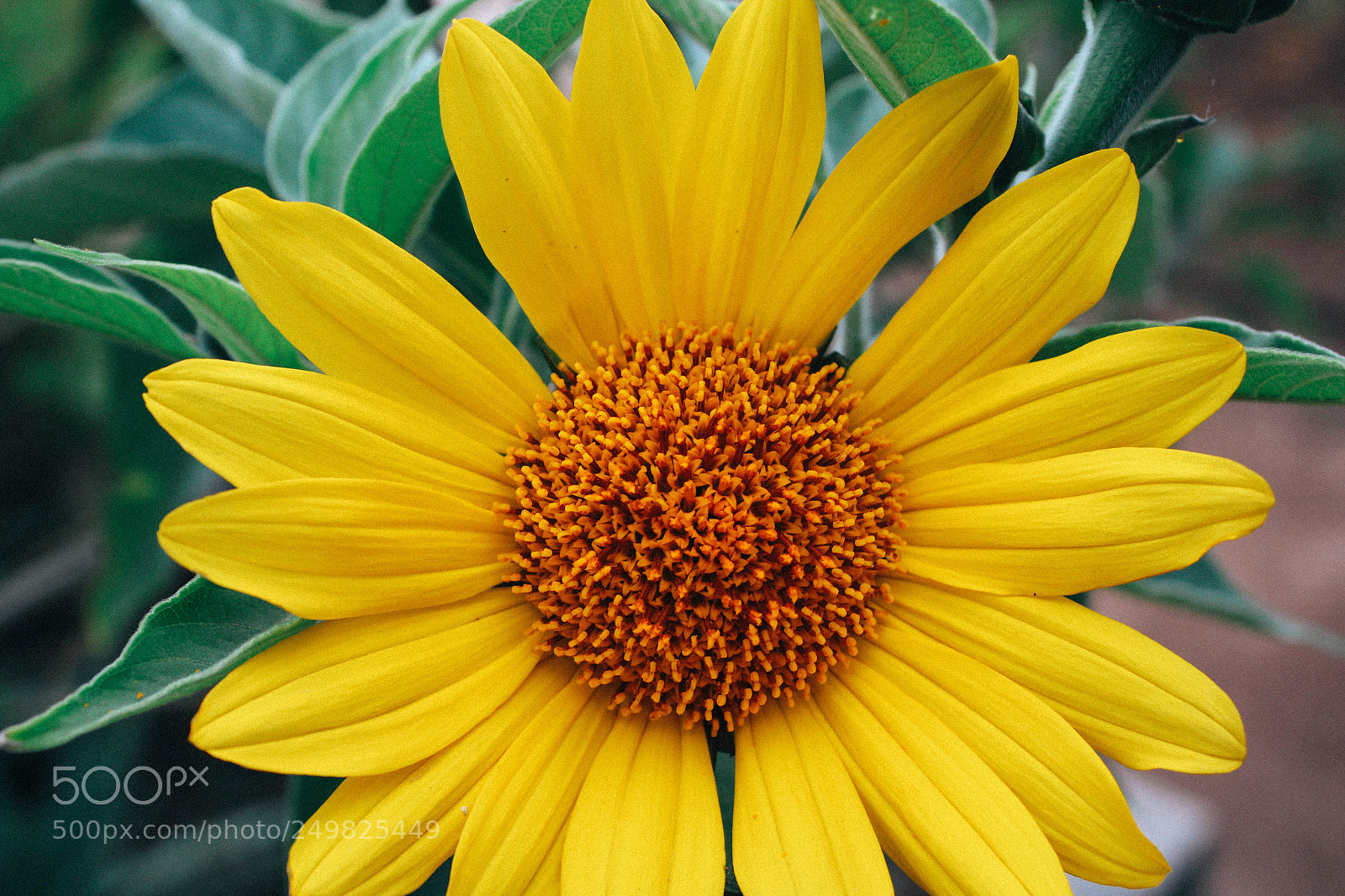 Canon EOS 1300D (EOS Rebel T6 / EOS Kiss X80) sample photo. Mexican sunflower photography