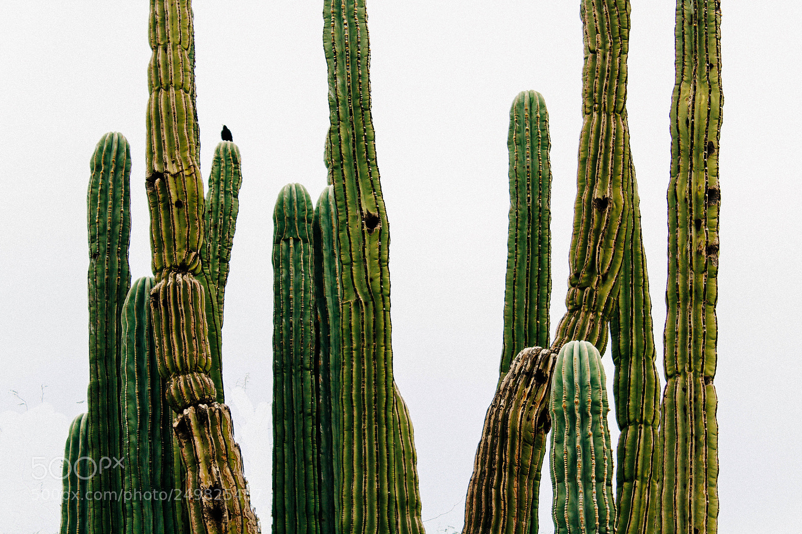 Canon EOS 1300D (EOS Rebel T6 / EOS Kiss X80) sample photo. Saguaro stacks photography
