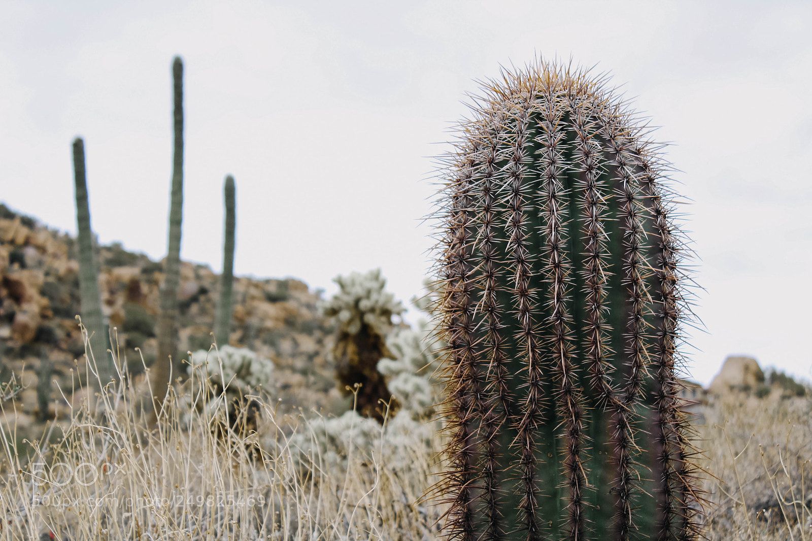 Canon EOS 1300D (EOS Rebel T6 / EOS Kiss X80) sample photo. Barrel cactus in bloom photography