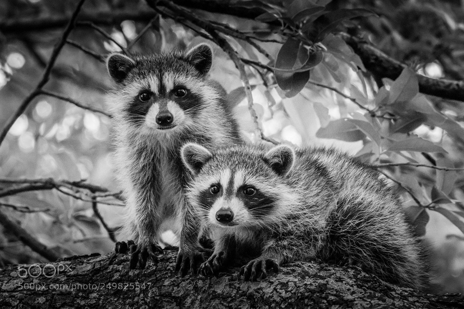 Canon EOS 80D sample photo. Racoon cubs in a photography