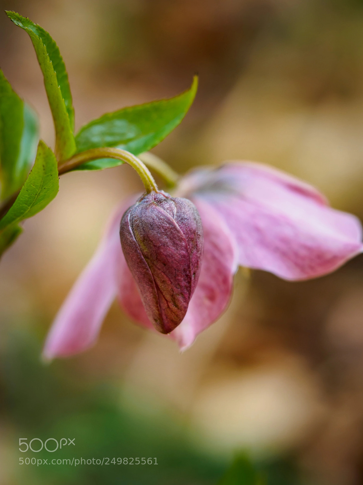 Olympus OM-D E-M5 sample photo. Flower photography