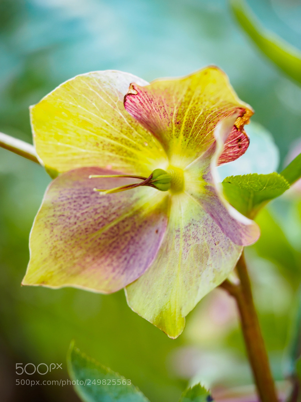 Olympus OM-D E-M5 sample photo. Flower photography