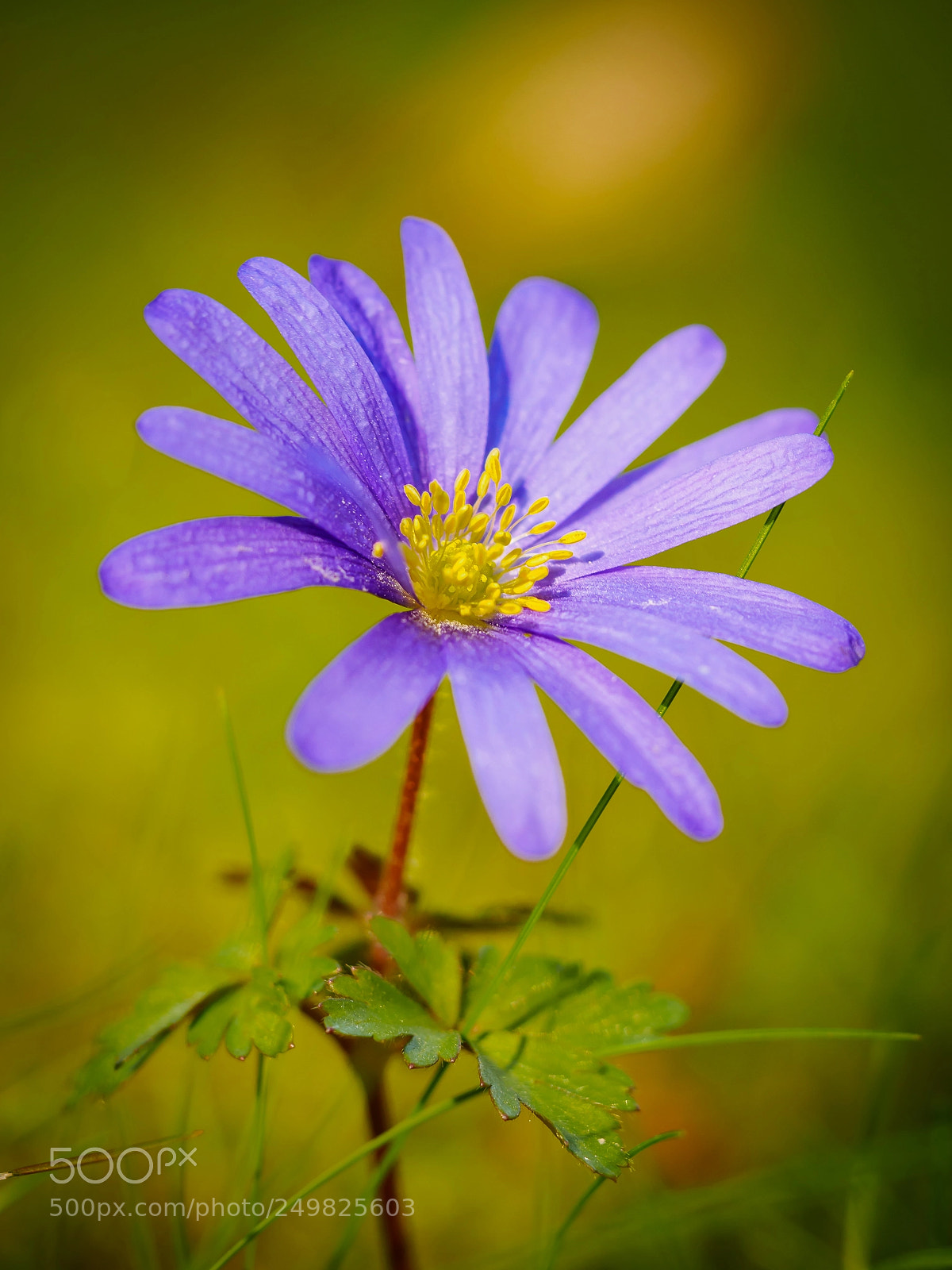 Olympus OM-D E-M5 sample photo. Flower photography