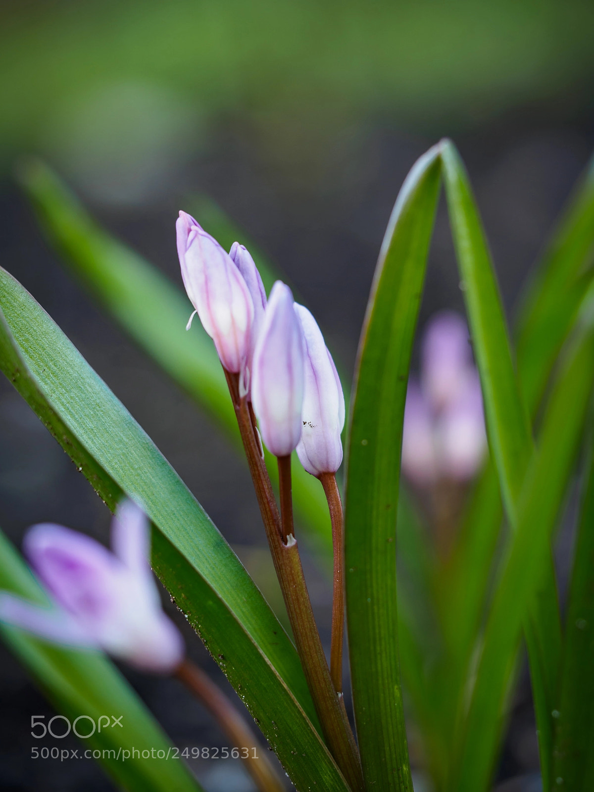 Olympus OM-D E-M5 sample photo. Flower photography