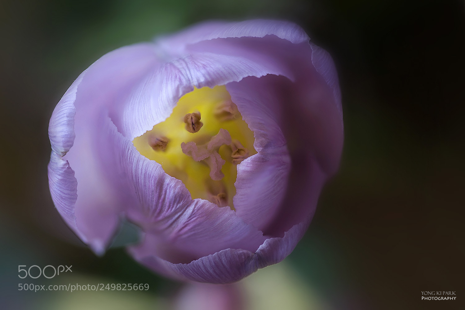 Pentax K-1 sample photo. Spring, spring, spring-4 photography