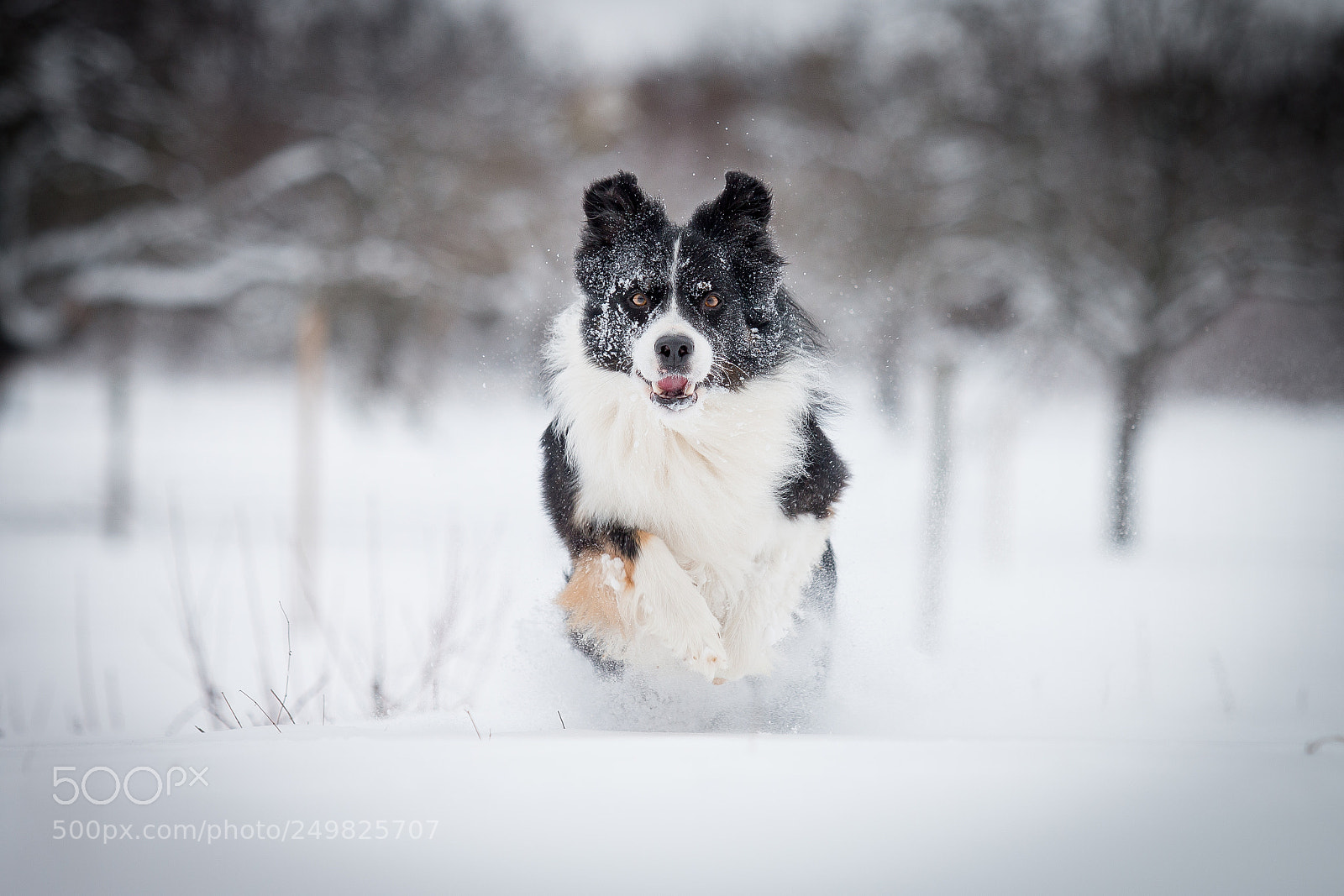 Canon EOS 70D sample photo. Run in the snow photography