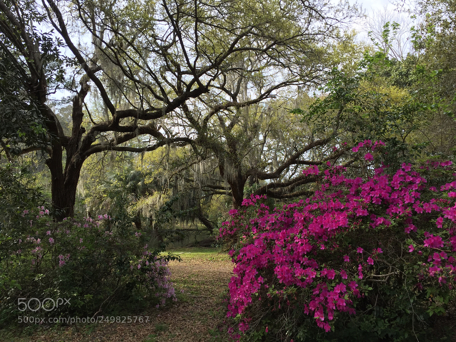 Apple iPhone 6 Plus sample photo. Live oaks and azaleas photography