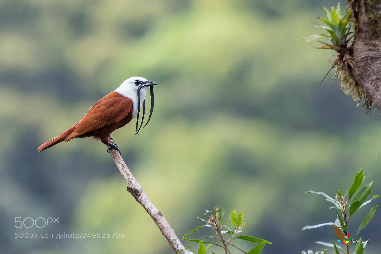 Nikon D500 sample photo. Three-wattled bellbird photography