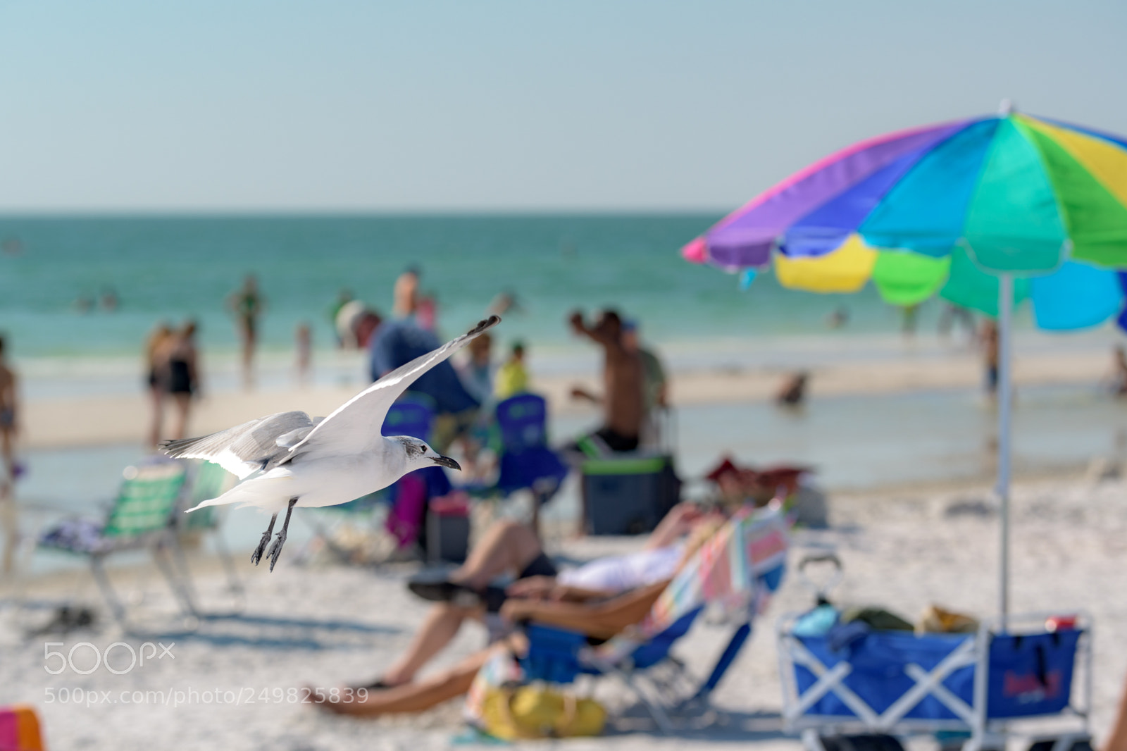 Nikon D500 sample photo. Sea gull scouting siesta photography