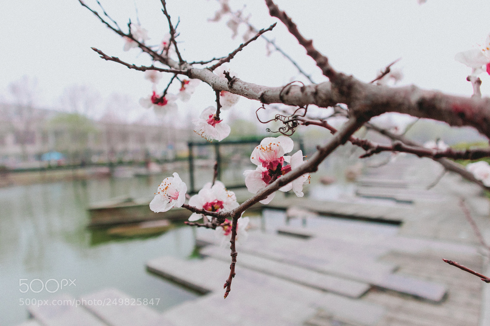 Canon EOS M6 sample photo. Plum blossom photography