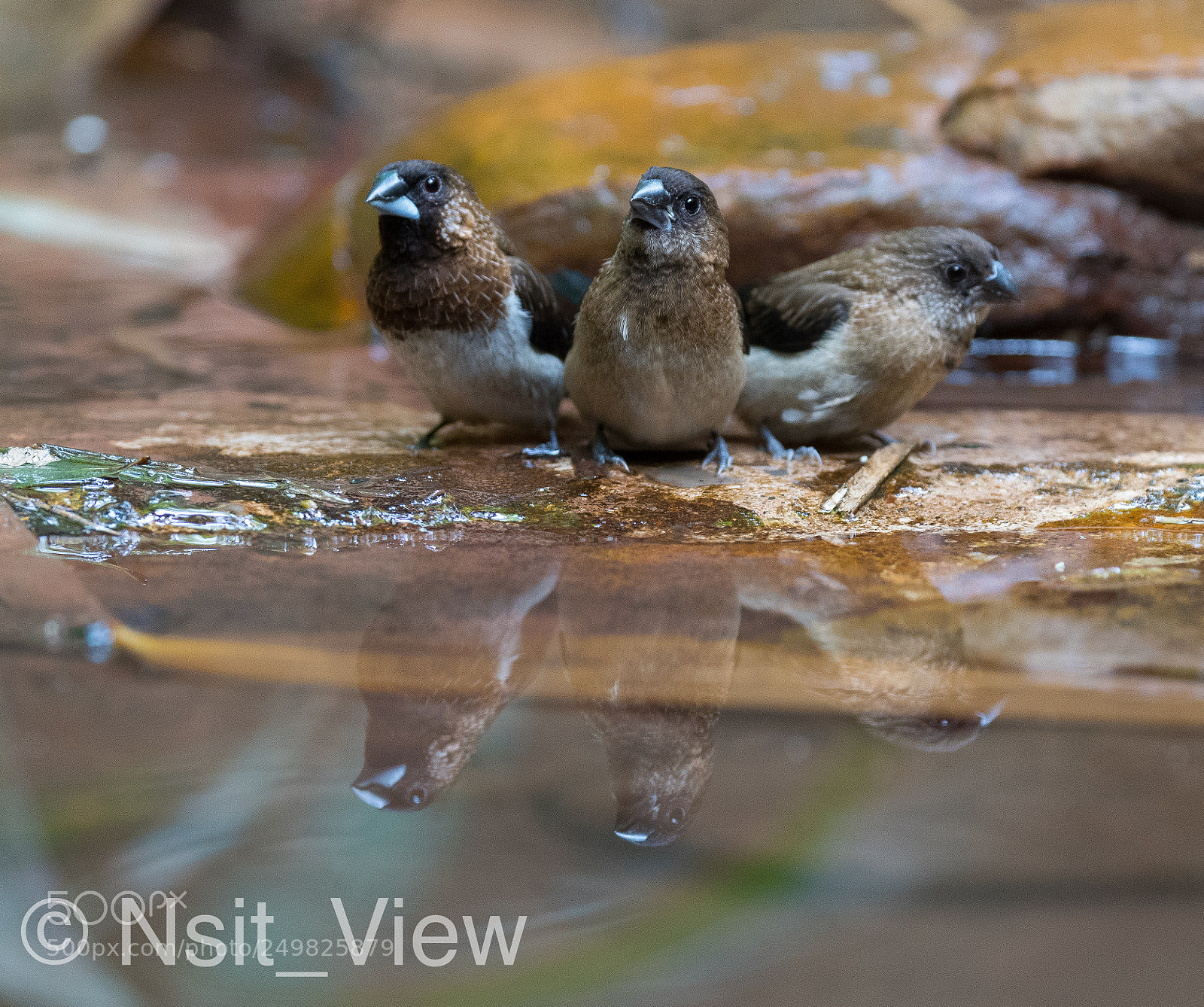 Nikon D500 sample photo. White-rumped munia photography