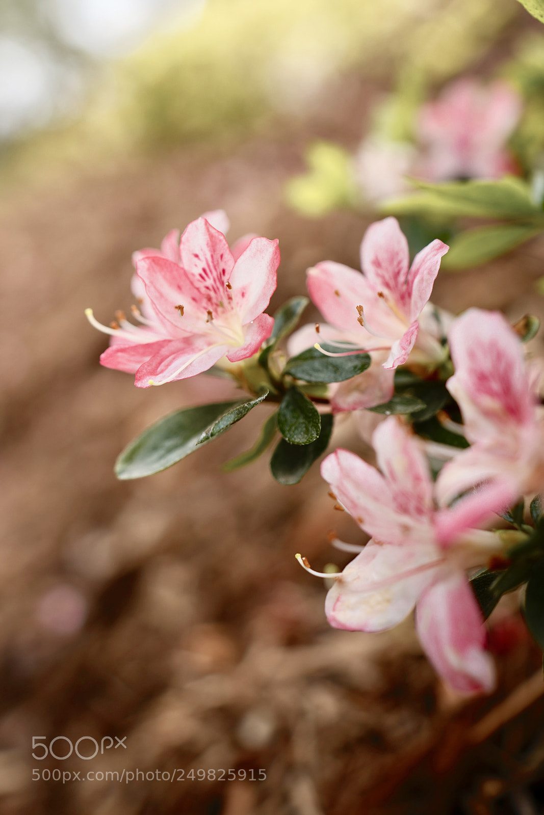 Sony a7R III sample photo. Rhododendron photography