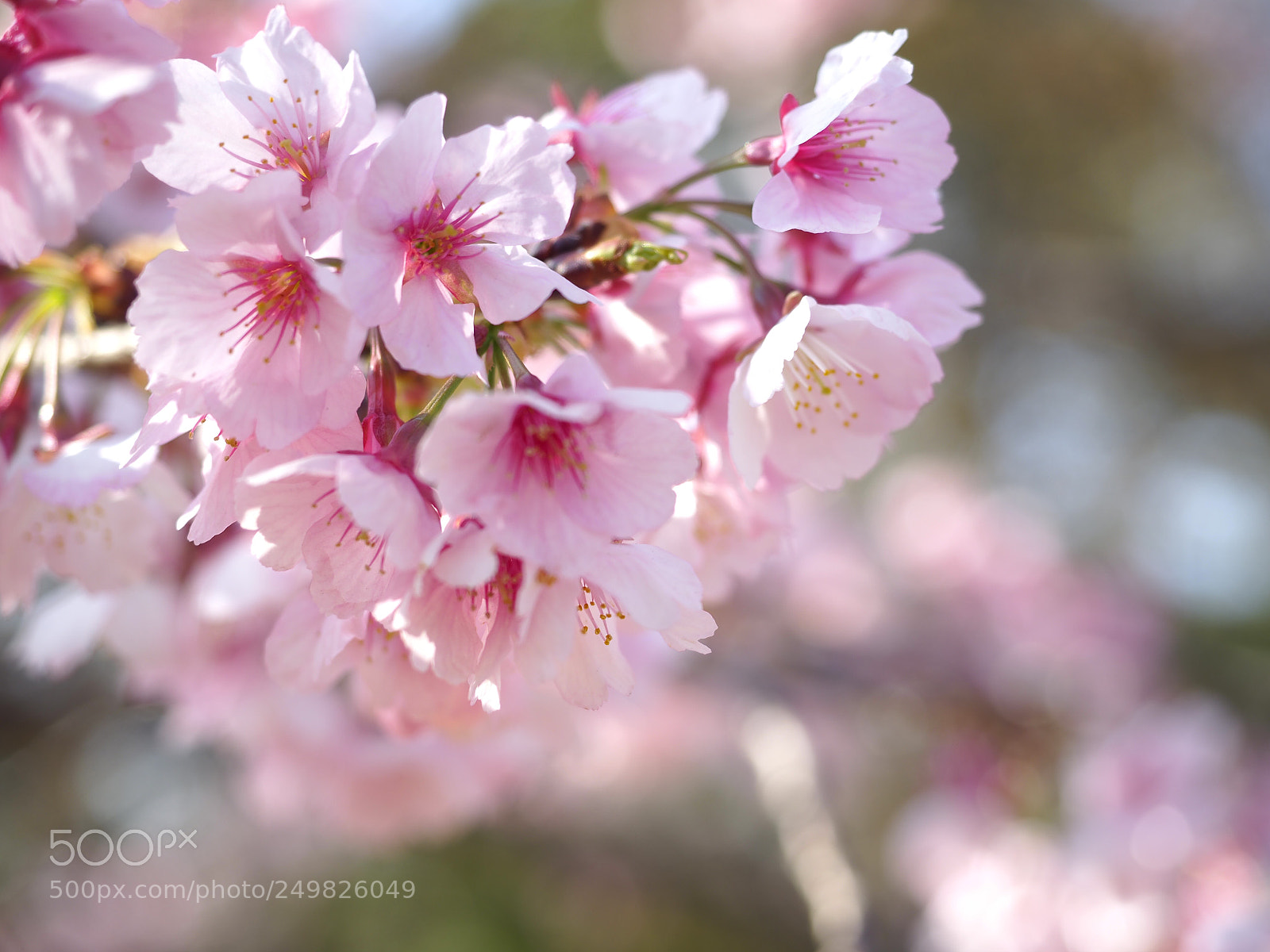 Olympus OM-D E-M1 Mark II sample photo. Sakura 2018 photography