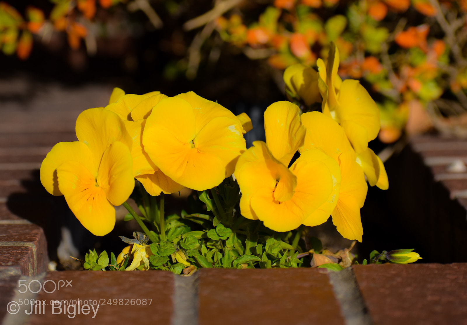 Nikon D5600 sample photo. Yellow flowers in brick photography