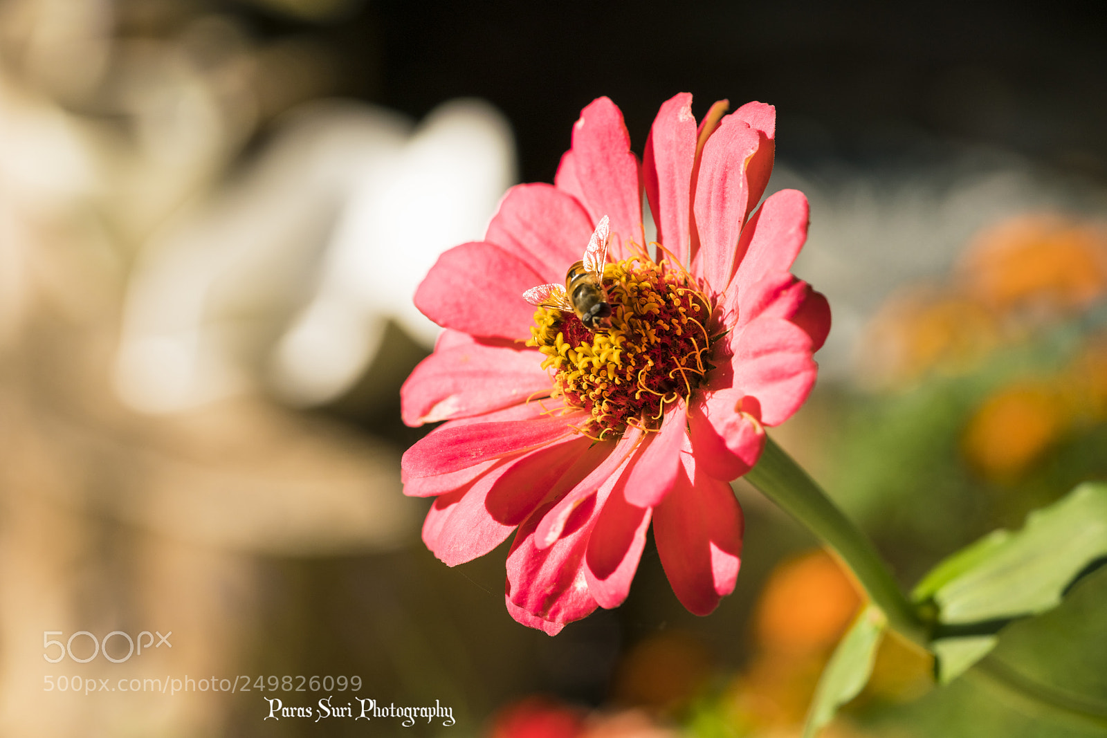 Sony a7R II sample photo. Bee flower love photography