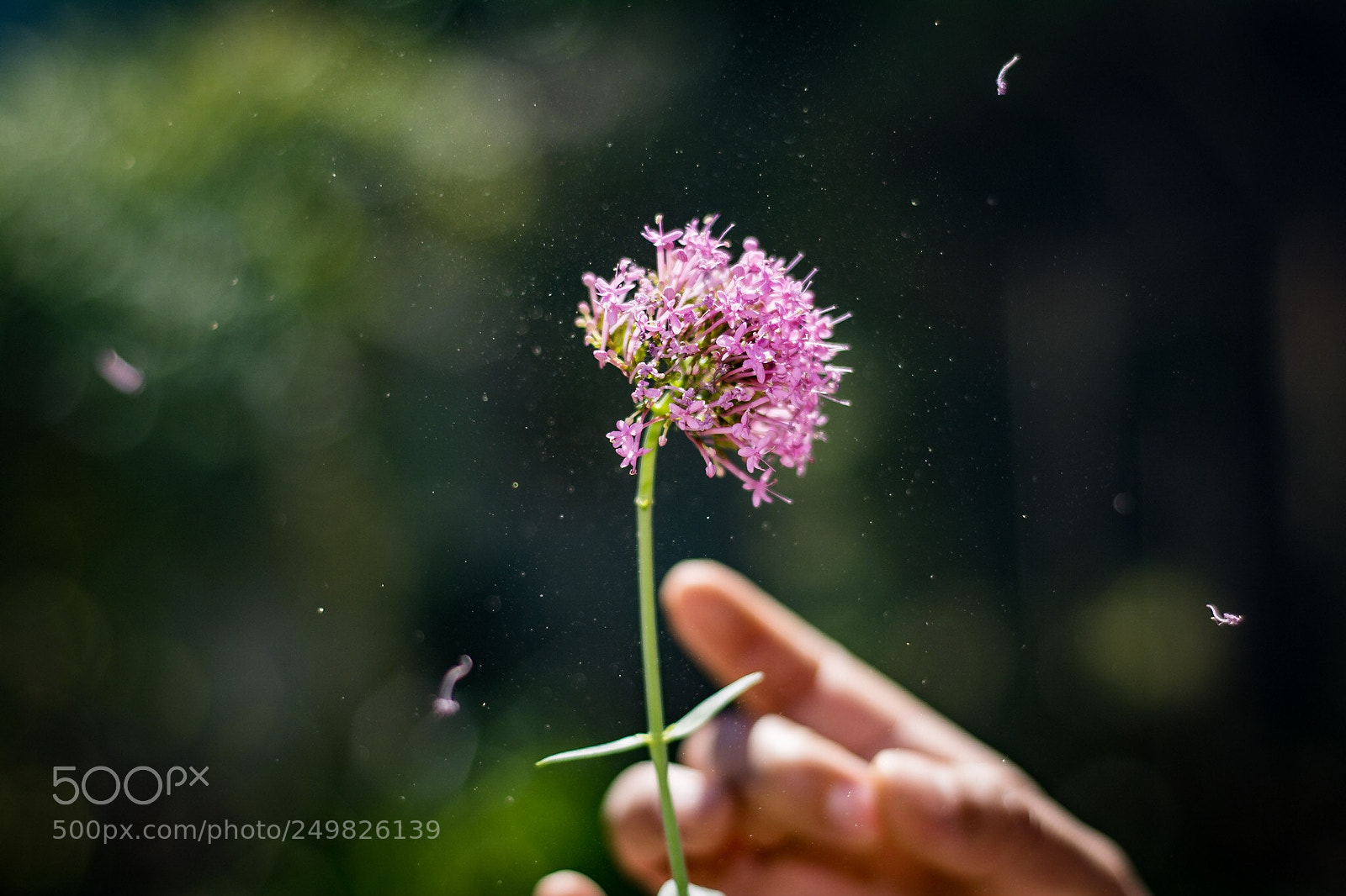 Nikon D7100 sample photo. Pink! photography