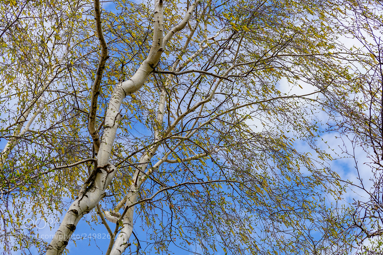 Sony ILCA-77M2 sample photo. Begins to bloom the photography