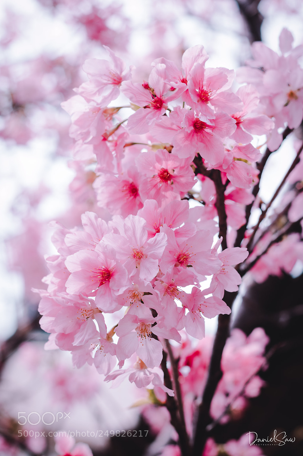 Canon EOS 760D (EOS Rebel T6s / EOS 8000D) sample photo. Sakura photography