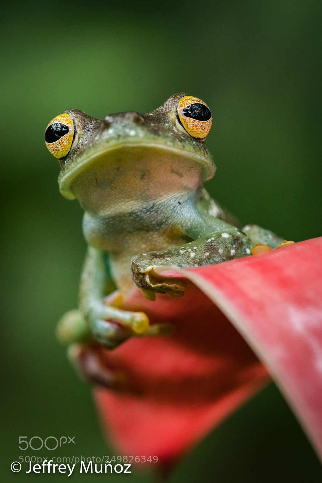 Canon EOS 5D Mark IV sample photo. Red-webbed tree-frog photography
