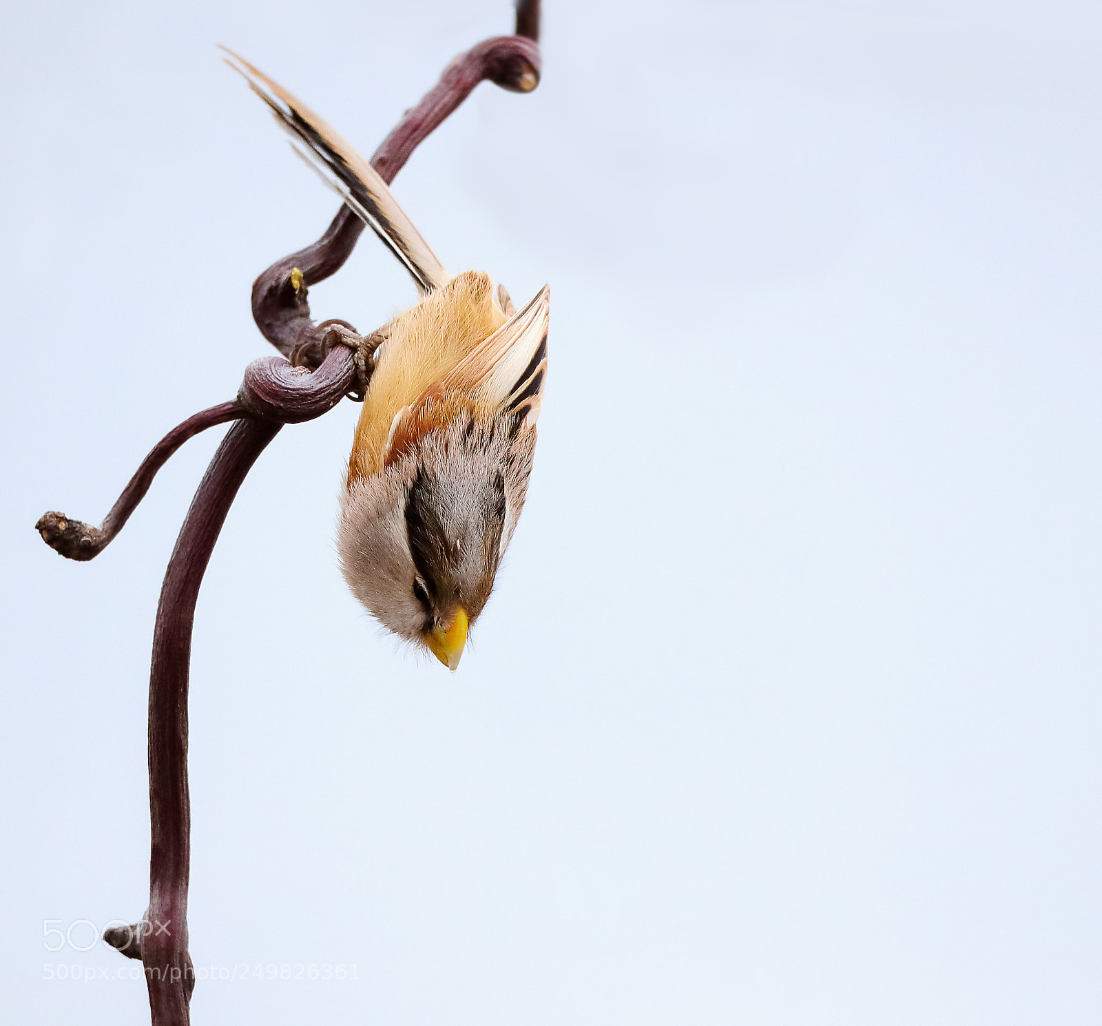 Canon EOS-1D X Mark II sample photo. 震旦鸦雀 photography