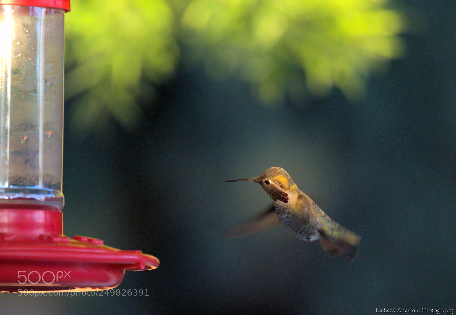 Nikon D7000 sample photo. Hummingbird at dusk photography