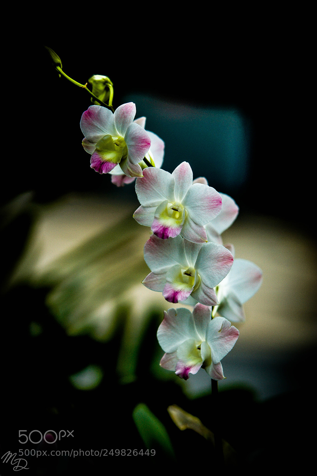 Sony SLT-A77 sample photo. Singapore flower photography