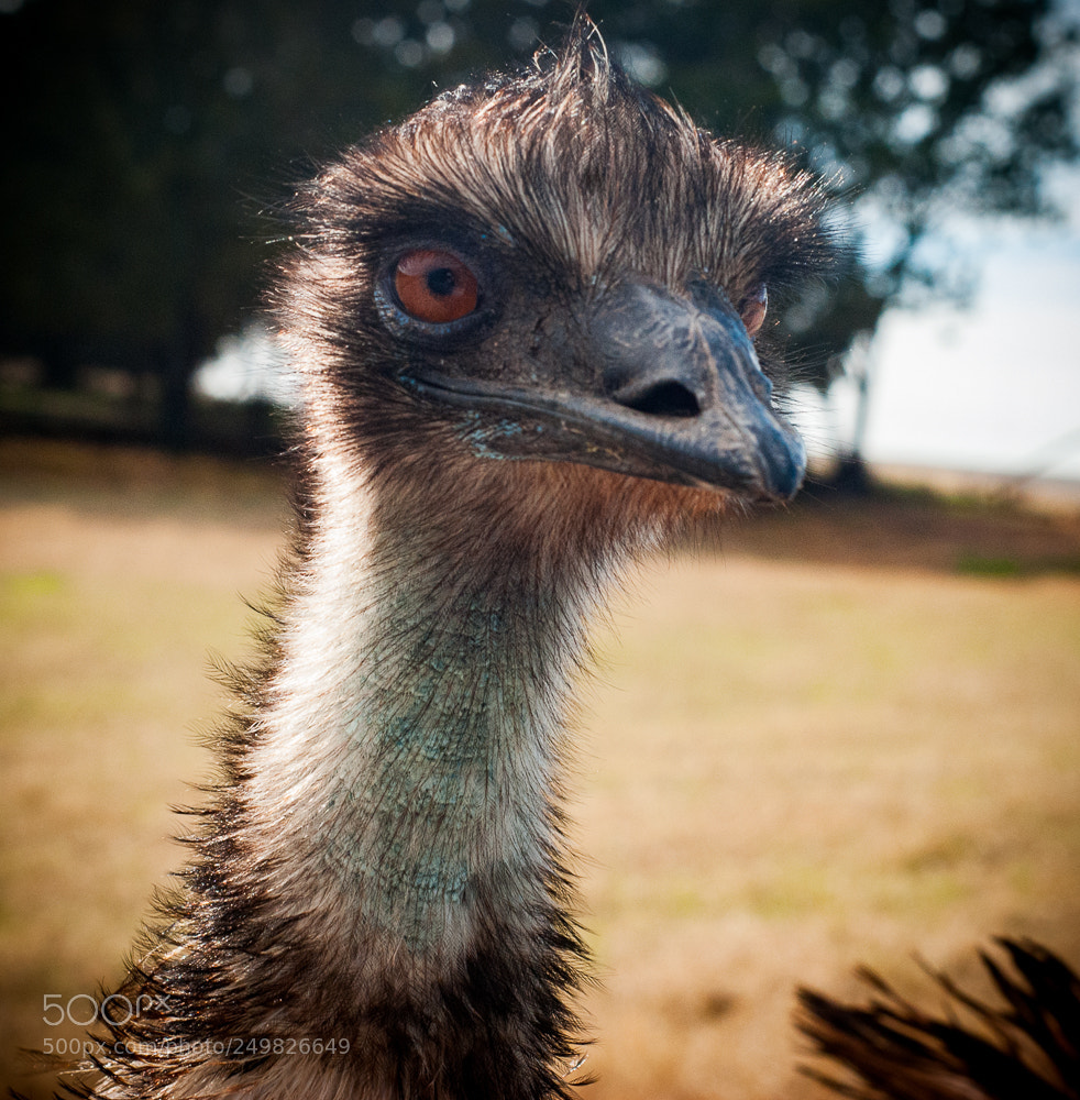 Nikon D80 sample photo. Intense eyes photography