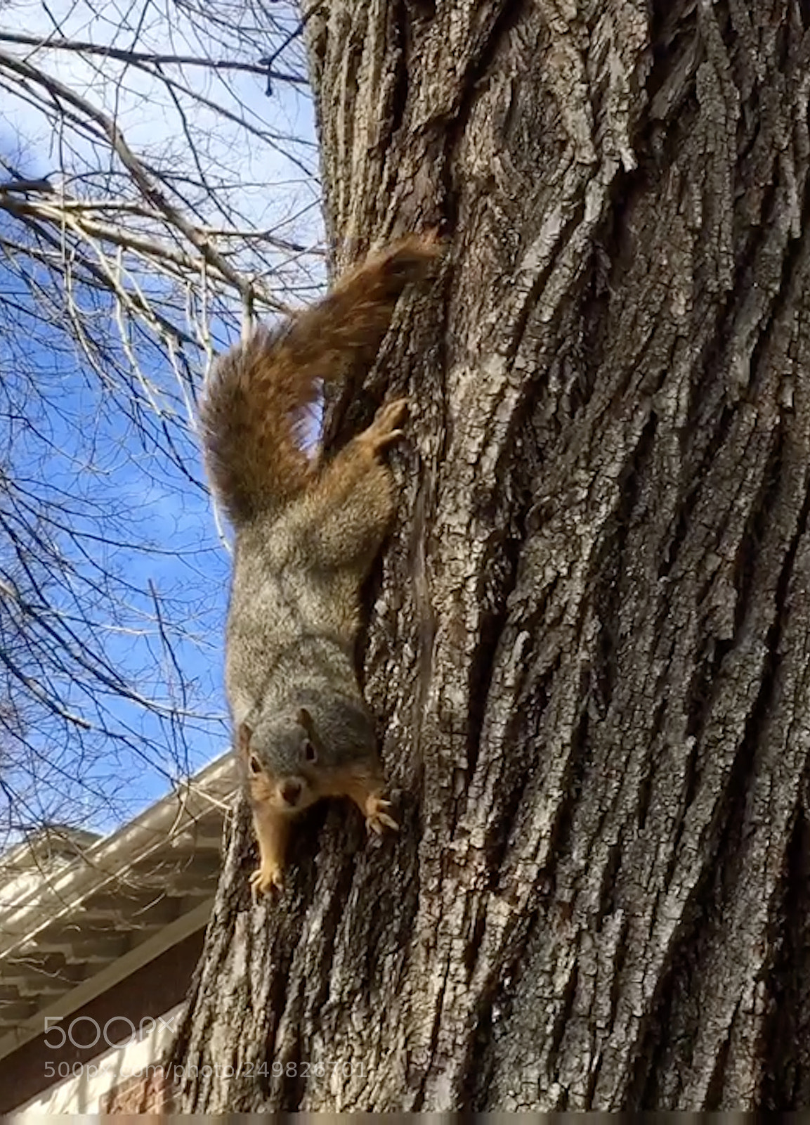 Apple iPhone SE sample photo. Squirrel fun photography