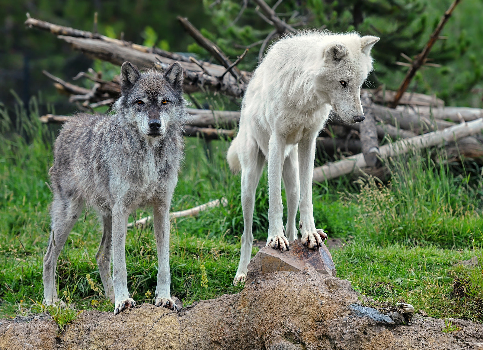 Nikon D300 sample photo. Gray wolves photography
