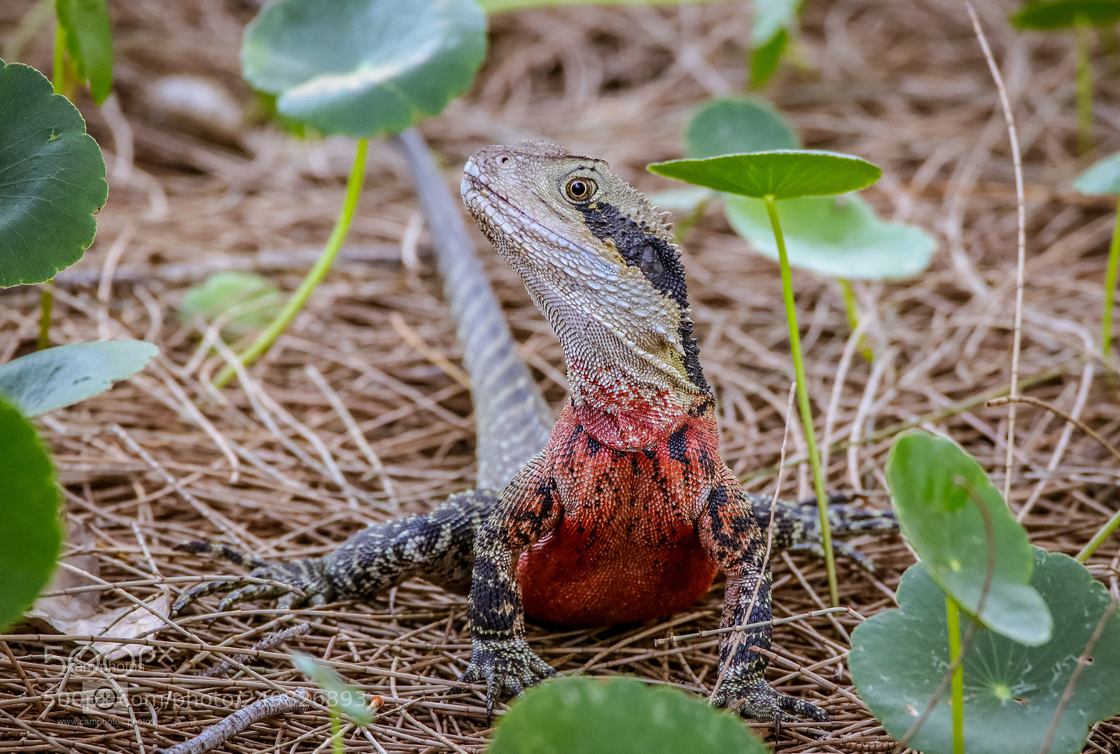 Canon EOS 80D sample photo. Water dragon photography